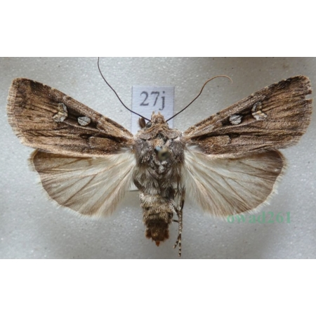Euxoa obelisca (Denis & Schiffermüller, 1775) Czech27j